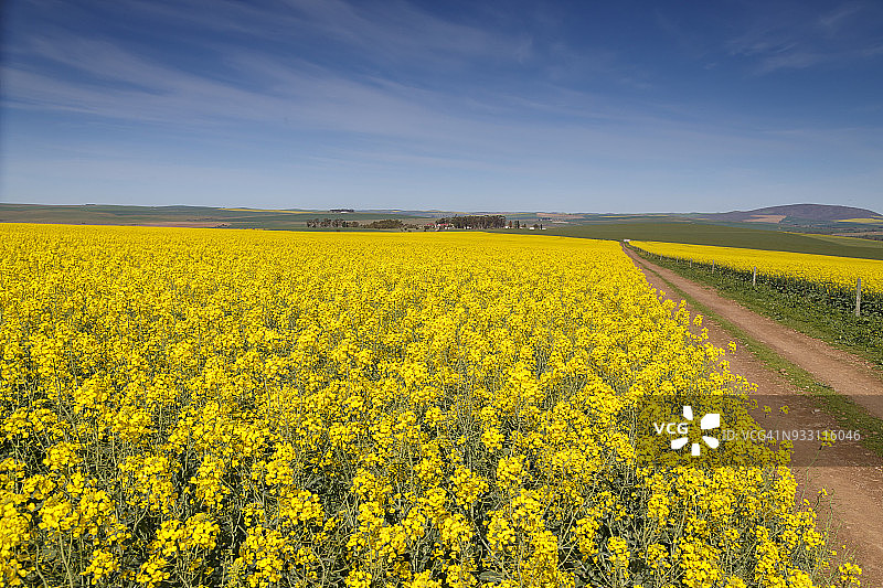南非西开普省斯韦伦丹的菜籽油和小麦田，早春的菜籽油的明黄色被小麦的翠绿所抵消图片素材