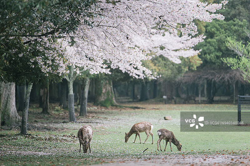 日本鹿和樱花在春天开放图片素材