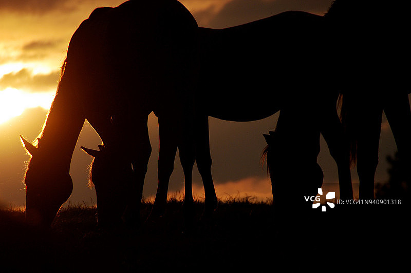 马在日落时分图片素材