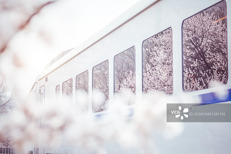 中国北京的火车和樱花树图片素材