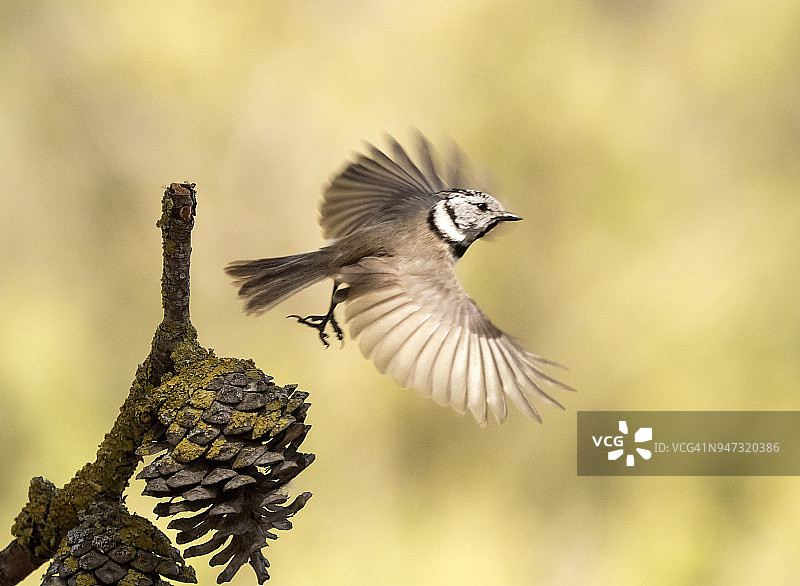 特写凤头山雀(凤头山雀)，在一根松树的树枝上展开翅膀在运动出去飞行。图片素材