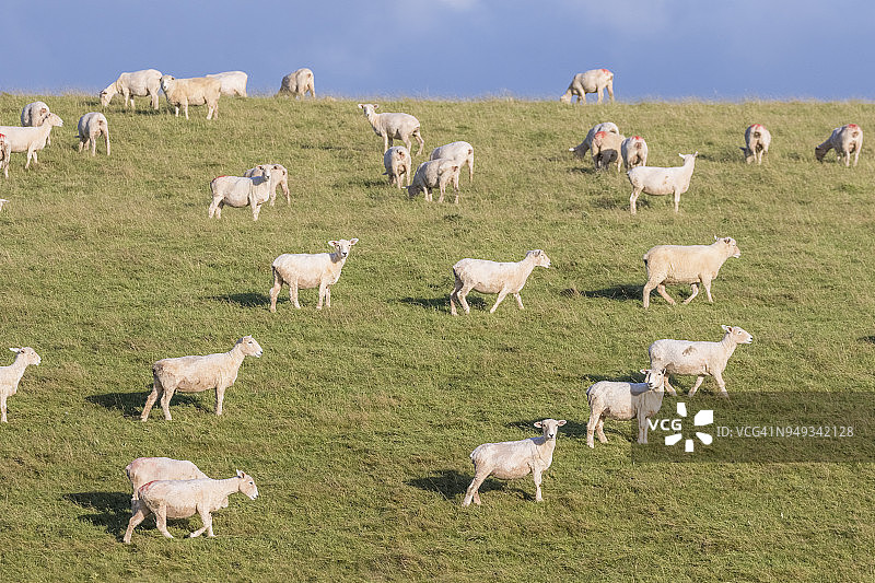 在新西兰牧场上吃草的一群羊图片素材