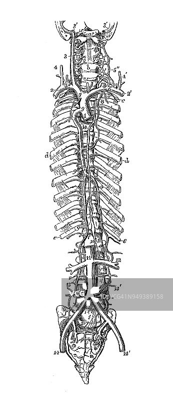 人体解剖学的古董插图:脊柱动脉图片素材