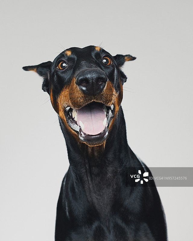 杜宾犬的肖像与人类惊讶的表情图片素材