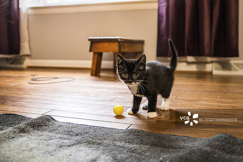 小黑猫抱着球站在家里的硬木地板上图片素材