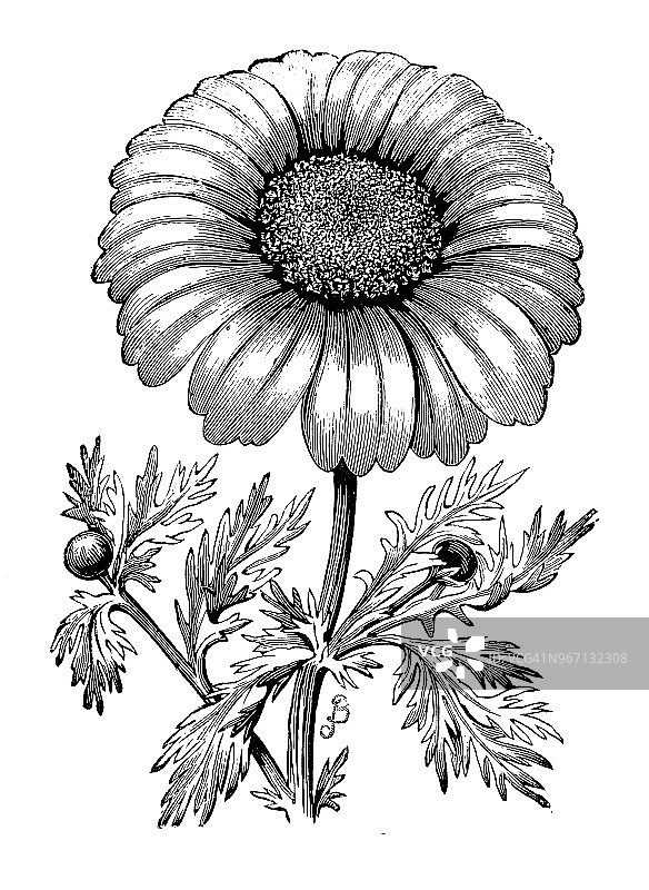 植物学植物仿古雕刻插图:白花草、菊花草、玉米金盏花、玉米雏菊图片素材