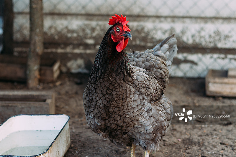 棕色家母鸡的肖像与红冠的头。产天然肉蛋的家禽。在孵化器农场中生长的小鸡。图片素材