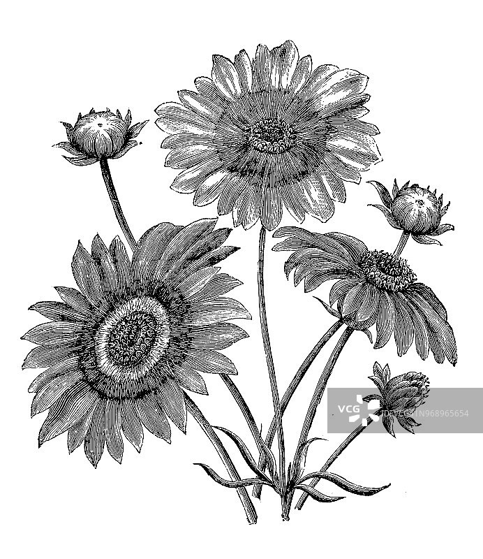 植物学植物仿古版画插图:金菊图片素材