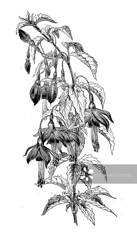 植物学植物古版画插图:紫红色图片素材