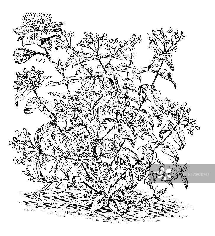 植物学植物仿古雕刻插图:金丝桃、绣球图片素材