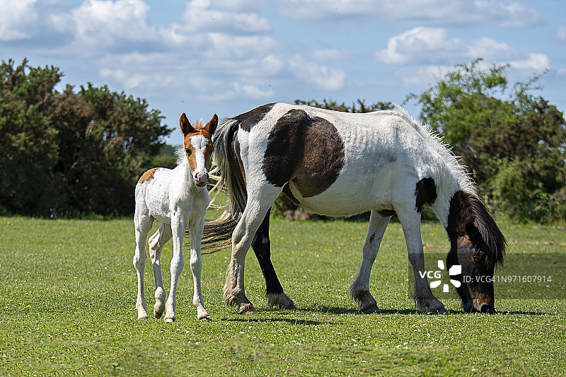 夏日阳光下的新森林小马，母马和小马驹图片素材