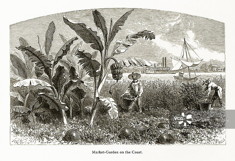 美国路易斯安那州密西西比河上的市场花园，美国维多利亚版画，1872年图片素材