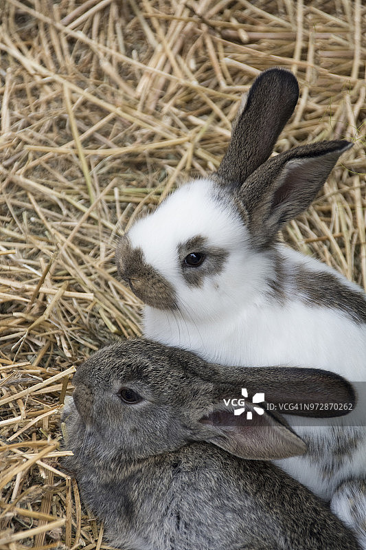 可爱的复活节兔子图片素材