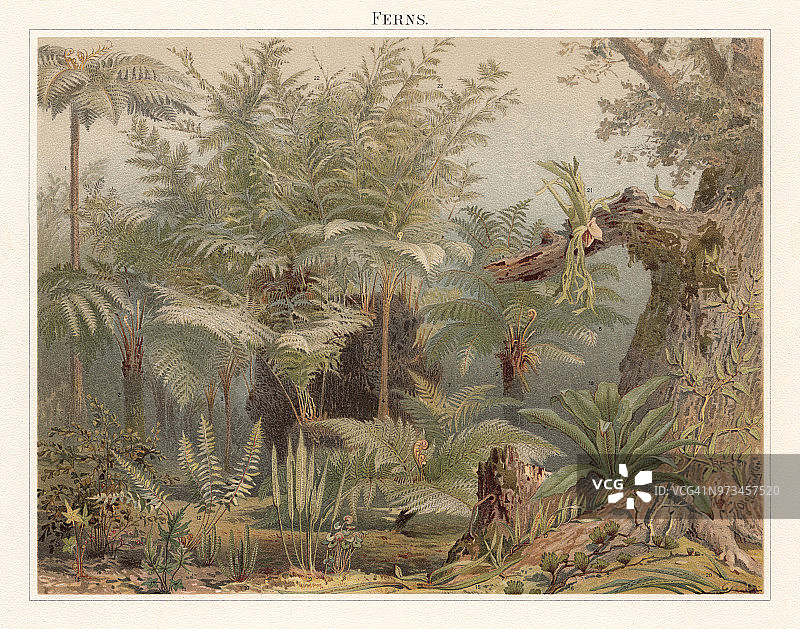 蕨类，平版，出版于1897年图片素材