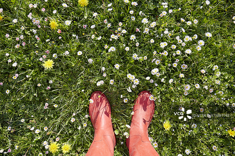 一个穿着红色胶靴的女人站在雏菊盛开的草地上图片素材
