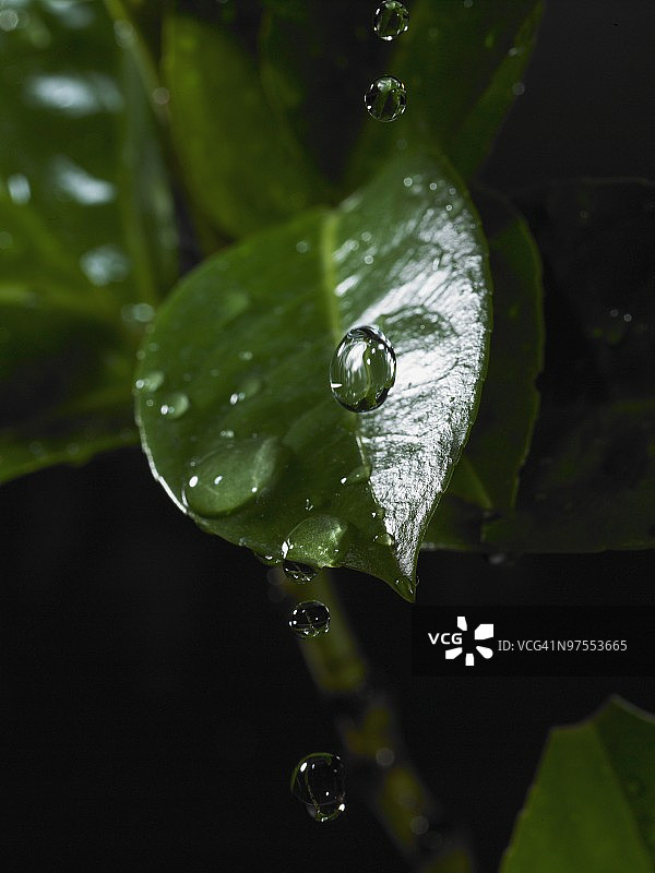 水滴从无花果树叶上落下图片素材