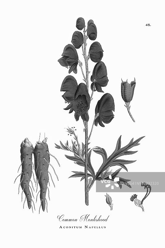 乌头，乌头，维多利亚植物学插图，1863年图片素材