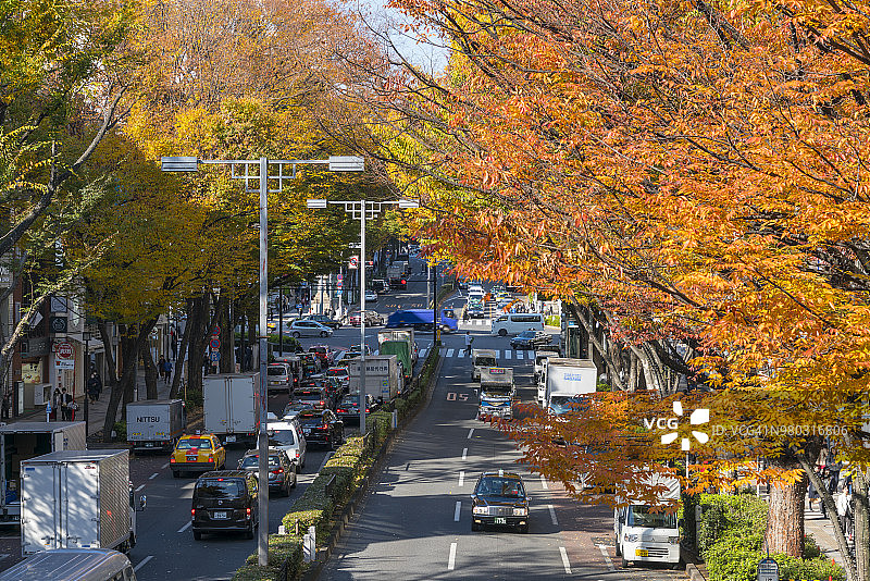 2017年11月27日，日本东京涩谷和原宿之间的表菅道(明治神宫前)旁，一排排的秋叶泽尔科娃树。人们走在人行道上，汽车穿过大街。图片素材
