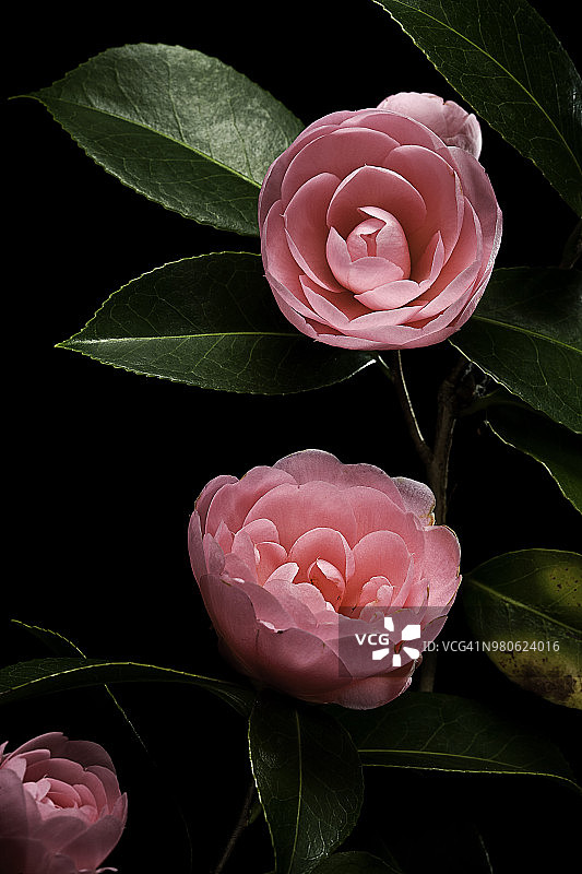 山茶花(日本山茶花，冬天的玫瑰)图片素材