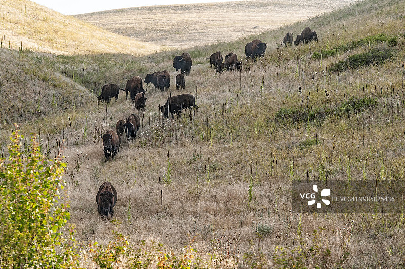 在国家野牛区，一小群美洲野牛从山上下来。图片素材
