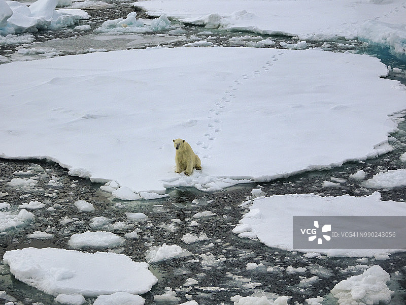 北极熊在斯瓦尔巴特群岛，坐在海冰上。的足迹。图片素材