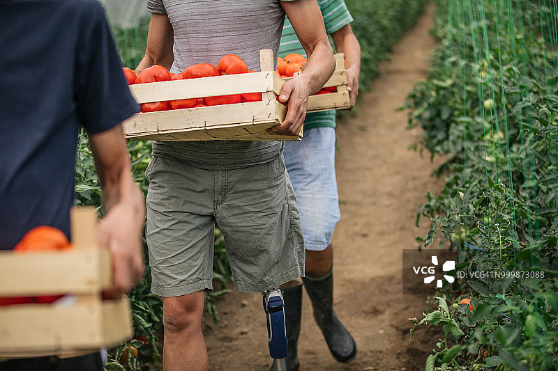 农民在温室里摘番茄图片素材