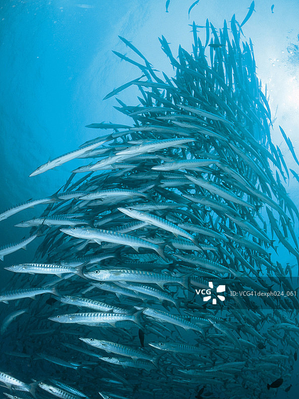 锯齿梭鱼(Sphyraena putnamae)图片素材