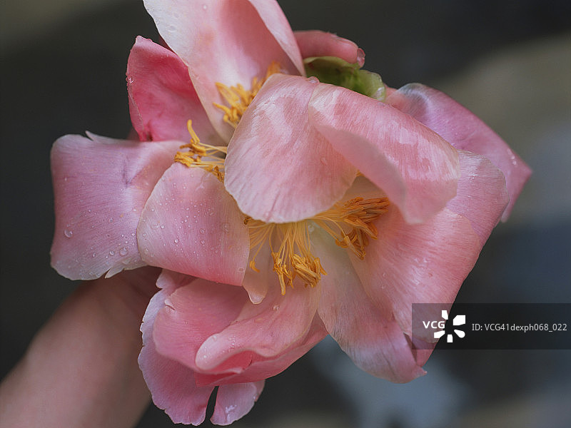 粉红色花具雄蕊，闭合图片素材