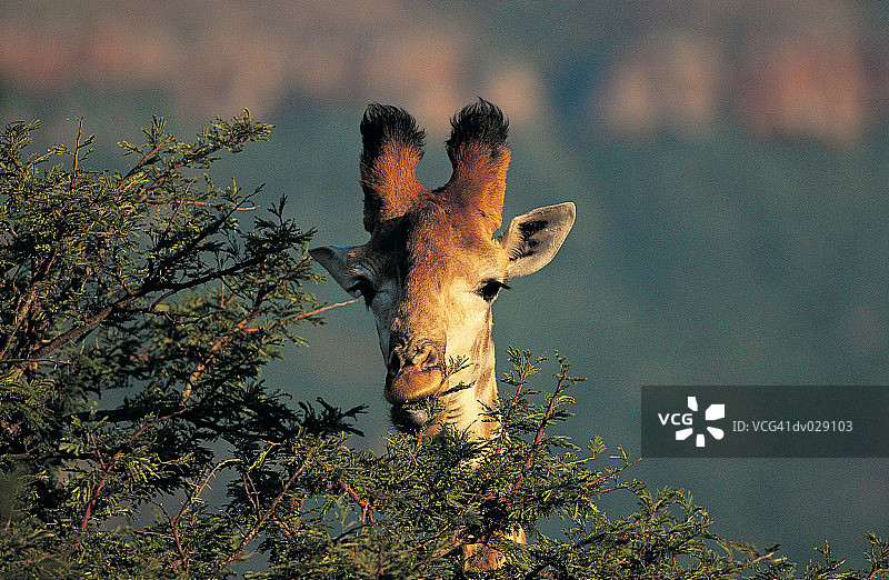 长颈鹿(长颈鹿camelopardalis)吃金合欢叶，意大利野生保护区图片素材