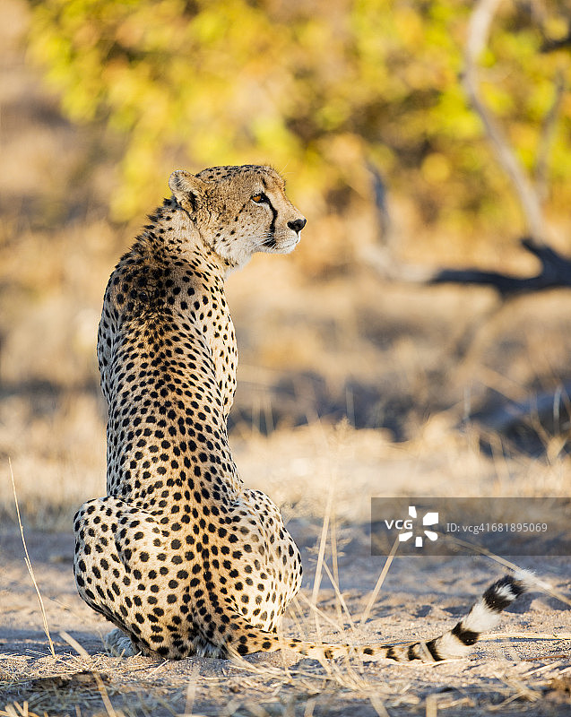 坐着的猎豹，朱鹮，Idube保护区，南非。图片素材