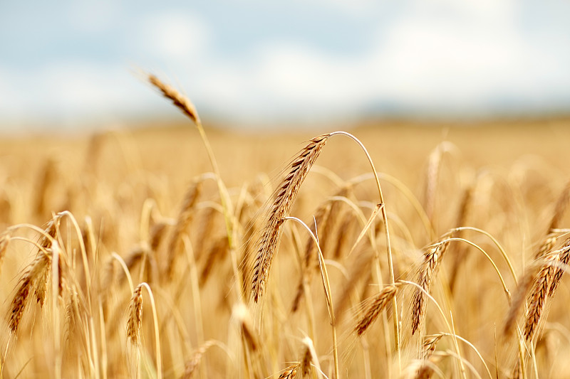 自然，夏季，收获和农业概念-接近与成熟的黑麦或小麦的小穗谷地图片下载