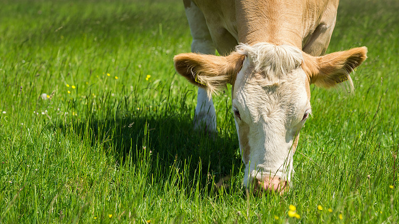 奶牛在绿色的夏季牧场上吃草图片素材
