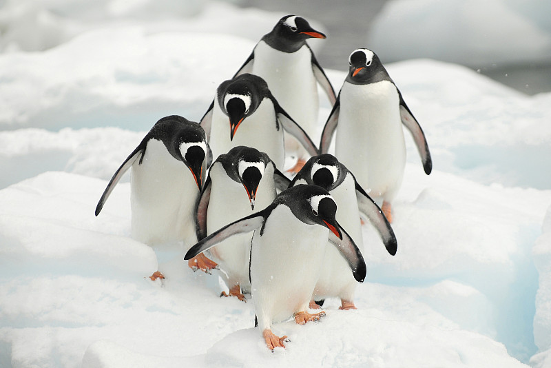 巴布亚企鹅(Pygoscelis巴布亚)群走在库维维尔岛的雪地上。南极半岛,南极洲图片下载