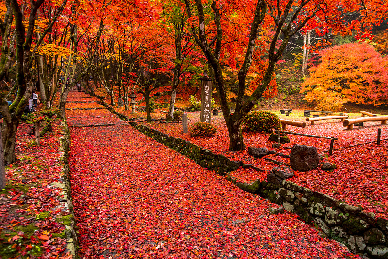日本红叶秋色图片下载