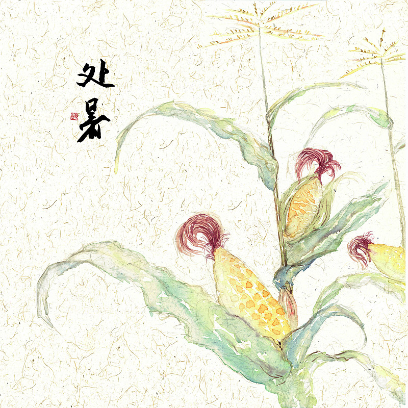 插画二十四节气果蔬系列之处暑玉米图片