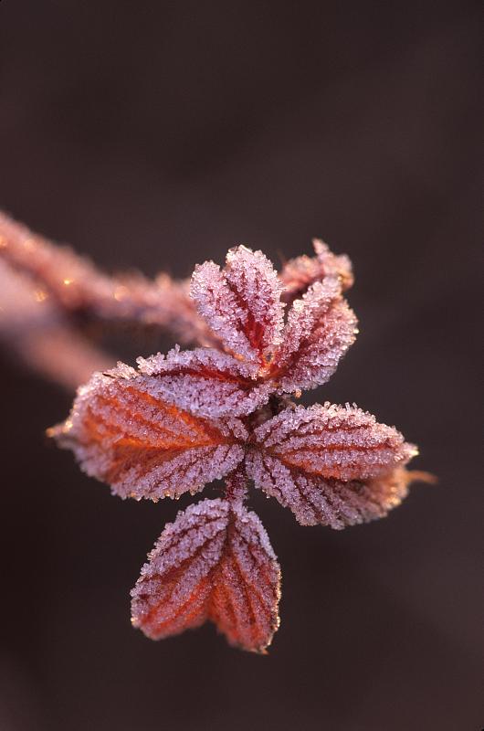 美国密歇根州黑莓叶上的霜图片下载