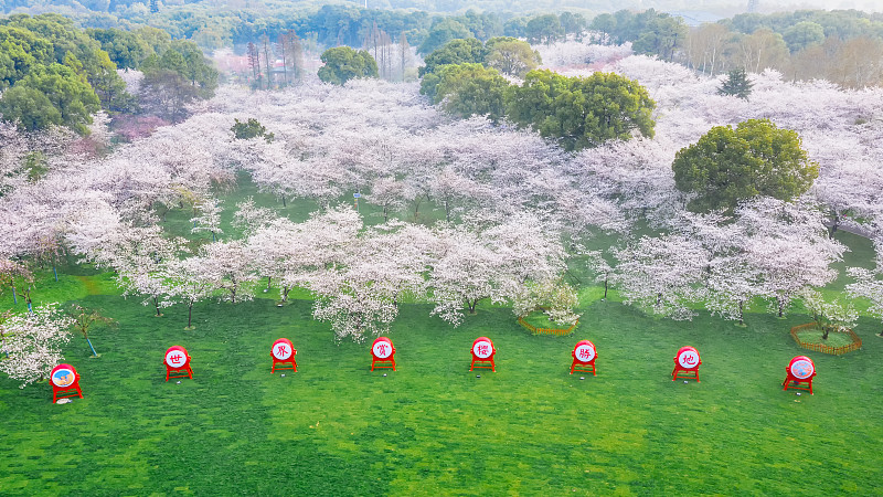 航拍樱花季武汉樱花园图片下载