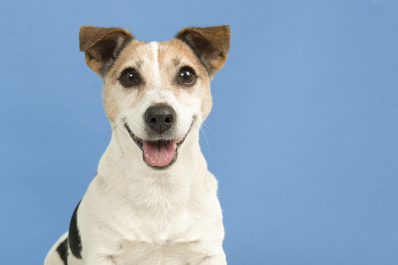 一个可爱的微笑杰克罗素梗狗的肖像从Th图片素材