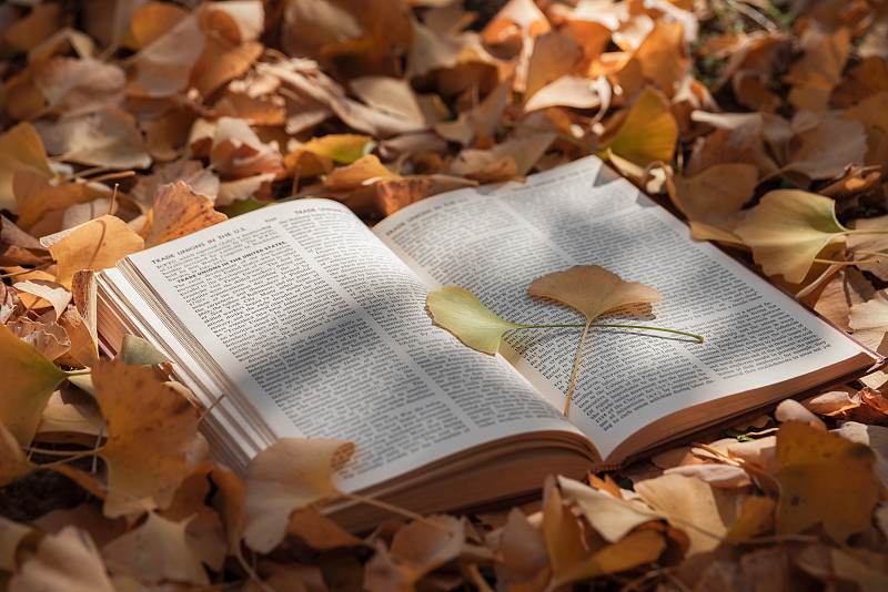 秋天落叶上的英文书籍图片下载