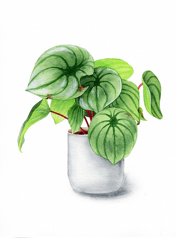 手绘水彩绿植盆栽设计素材插画下载
