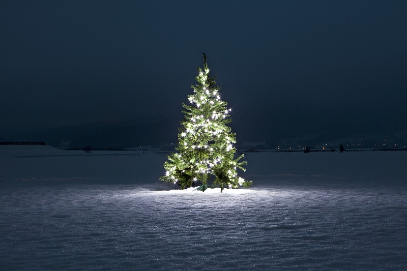 被照亮的圣诞树上的雪在晚上图片下载