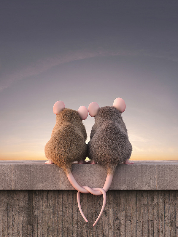 两只相爱的老鼠坐在墙上看日落图片下载