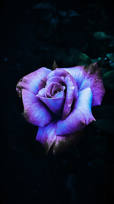 特写的粉红色玫瑰对黑色的背景图片素材