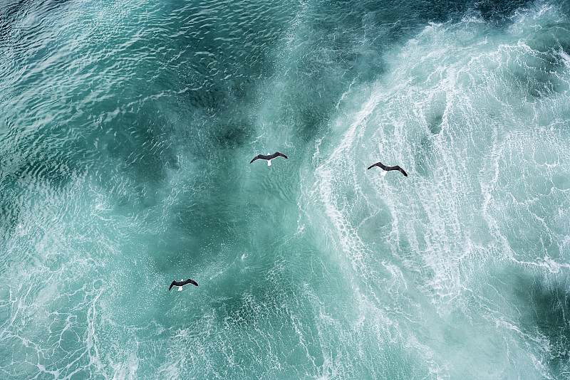 三只鸽子飞过北大西洋图片下载