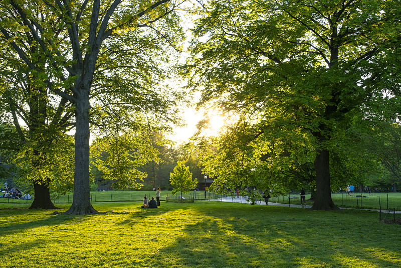 夕阳照亮了大草坪中央公园新鲜的绿树。图片下载