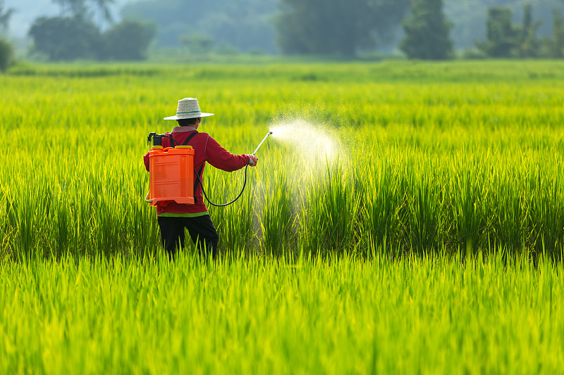 亚洲农民在稻田里喷洒杀虫剂图片素材