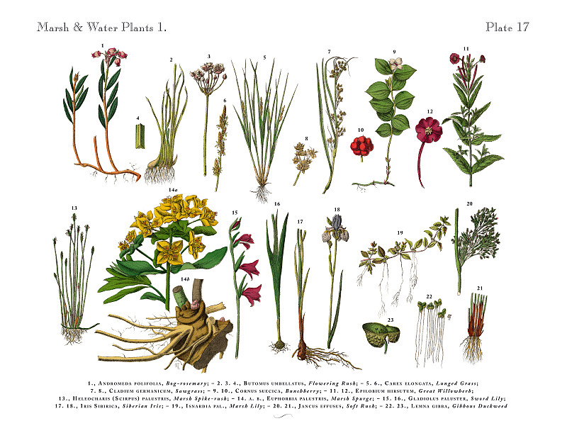 采购产品沼泽植物，野花，和水植物，维多利亚植物学插图图片下载