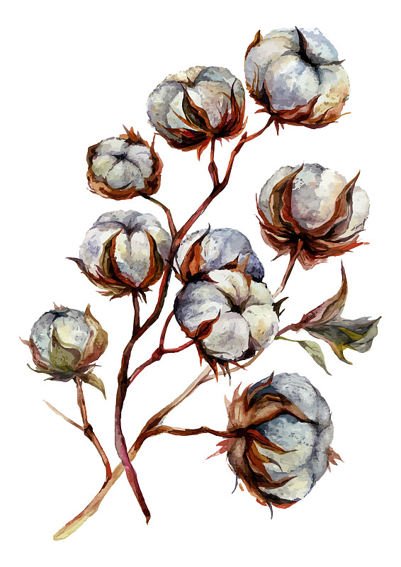 Watercolor Cotton Plant图片下载