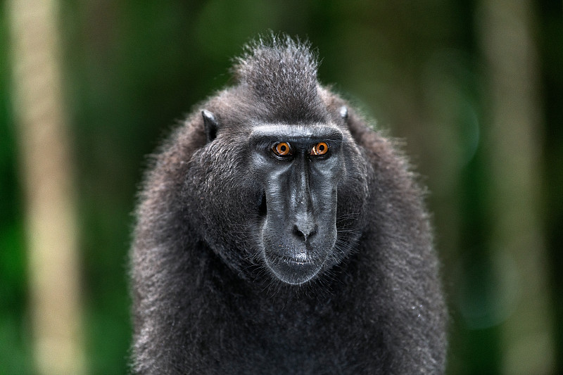 西里伯斯冠猕猴。图片下载