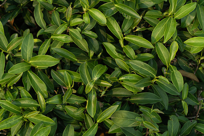 自然清新的绿茶背景和壁纸。俯视图的天然绿色植物。图片下载